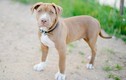 Cô gái bị chó pitbull cắn phải khâu 100 mũi khắp người