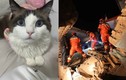 Mèo cưng hành động lạ, cứu sống chủ nhân khỏi trận động đất