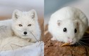 Top 4 loài động vật đổi màu vào mùa đông