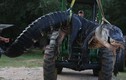 Bắt được “vua cá sấu” nặng gần nửa tấn