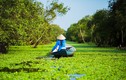 Việt Nam tuyệt đẹp trong ảnh của nhiếp ảnh gia Pháp