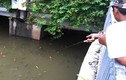 Cá ngoi đặc kênh Nhiêu Lộc - Thị Nghè