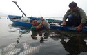 Cá chết trắng lồng chưa rõ nguyên nhân ở Thừa Thiên - Huế