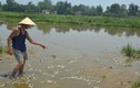 Cá chết bất thường ở Đà Nẵng, dân nghi do nhà máy xả thải
