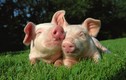 Doanh nhân Randy Spronk: “Tiềm năng tiêu thụ thịt lợn ở TQ khá lớn“
