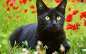Những giai thoại khó tin về mèo đen trong lịch sử