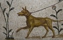 Giải mã vai trò đặc biệt của loài chó trong văn hóa Hy Lạp cổ đại