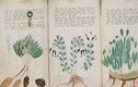 Bản thảo Voynich đánh đố nhân loại sắp được giải mã?