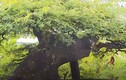 Chiêm ngưỡng me bonsai cổ thụ độc đáo giá đắt đỏ