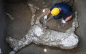 Phát hiện bất ngờ về xác ngựa chiến bị chôn vùi ở Pompeii