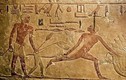 Người Ai Cập cổ đại dùng động vật nào để bắt giữ tội phạm?