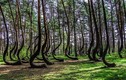 Bí ẩn khu rừng ma quái khét tiếng Ba Lan