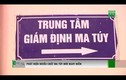 Video: Phát hiện nhiều chất ma túy mới nguy hiểm