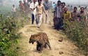 Hơn 1.000 người Ấn Độ thiệt mạng vì động vật hoang dã