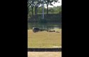 Video: Trăn và kỳ đà khổng lồ đánh nhau gay cấn giữa sân trường