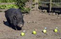 Kinh ngạc chú lợn tiên tri cực chuẩn xác nổi tiếng thế giới