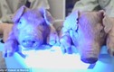 Giải mã thí nghiệm "lợn phát quang" kỳ quái nhất lịch sử 