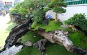 Những cây cảnh “khủng” được rao giá bạc tỷ tại Nha Trang 