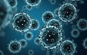 9 người tử vong do cúm lợn H1N1 ở Maroc