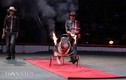 Ảnh, clip: Trầm trồ xem lợn Móng Cái trổ tài nhảy qua vòng lửa
