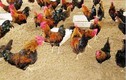 Mặc gia đình phản đối, chàng trai vẫn sở hữu trang trại gà “khủng”