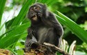 Khám phá loài khỉ chuyên nhặt lông chim để xỉa răng