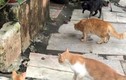 Kịch tính 4 mèo nhà hợp sức "dằn mặt" rắn hổ mang