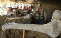 Video: Phát hiện 200 bộ xương voi ma mút ở sân bay Mexico 