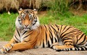 Loài hổ Hoa Nam quý hiếm nhất hành tinh: Loài tuyệt chủng! 