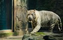 Hổ trắng quý hiếm và những con vật được sinh ra giữa thành phố