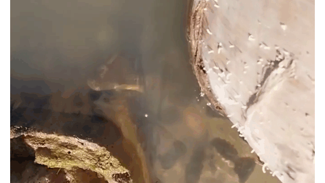 Video: Trăn anaconda bất ngờ phi thân khỏi mặt nước cắn người đàn ông