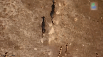 Video: Bầy chó hoang tăng hết tốc lực truy sát linh dương đầu bò