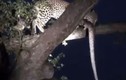Video: Báo hoa mai tha trăn khổng lồ lên cây để ăn thịt 