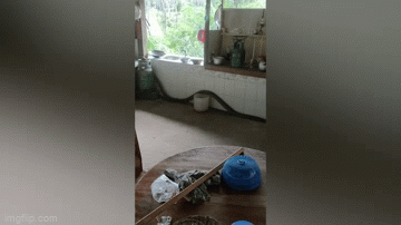Video: Bất ngờ phát hiện rắn hổ mang chúa dài 4m trong nhà bếp