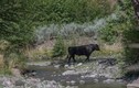 Trực thăng chở xạ thủ tìm bắn bò hoang ở bang Mỹ
