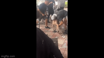 Video: Kinh hoàng khoảnh khắc Pitbull tấn công dã man chú chó con