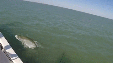 Video: Cá khủng nhảy qua thuyền, vẫy đuôi “trêu ngươi” cần thủ