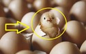 Con gà có trước hay quả trứng có trước: 90% câu trả lời sai
