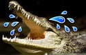 Tại sao cá sấu khóc 'không ngớt' khi ăn thịt con mồi? 