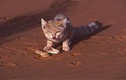 Mèo sa mạc nhỏ nhất thế giới, ăn rắn độc và nhịn khát một tháng!