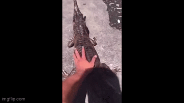 Video: Chơi đùa với cá sấu, người đàn ông nhận kết đắng