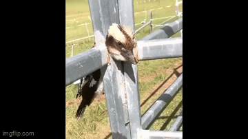 Kỳ lạ cảnh chim bị mắc kẹt cổ vào hàng rào đầy khó hiểu
