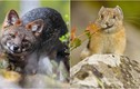7 loài vật quý hiếm sắp tuyệt chủng, Việt Nam sở hữu một loài