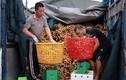 Hải Dương: Mùa vải thiều, nông dân Thanh Hà thu 1.000 tỷ