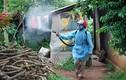 TP HCM tăng cường biện pháp diệt muỗi phòng bệnh do Zika