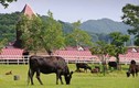 Thịt bò Nhật đang gây sốt Việt Nam được chăn nuôi thế nào?