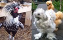 Những giống gà ngoại siêu đắt đỏ gây sốt ở Việt Nam 
