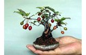 Chiêm ngưỡng chậu bonsai từ cây ăn quả cực độc để trưng Tết
