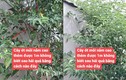 Cây ớt “cao nhất Việt Nam”, chủ nhân phải leo thang để hái