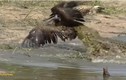 Cò Marabou dùng kế bẩn “mượn tay” cá sấu để tiêu diệt đối thủ